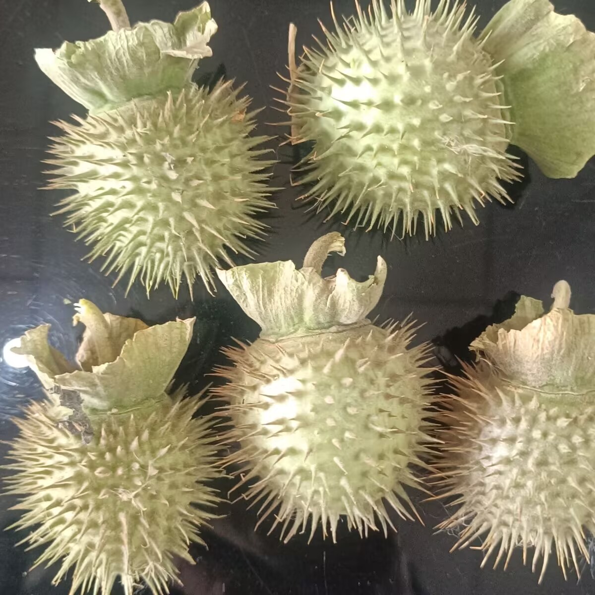 Cialde Datura essiccate natura - Candle Making And Perfume recensione e prezzo
